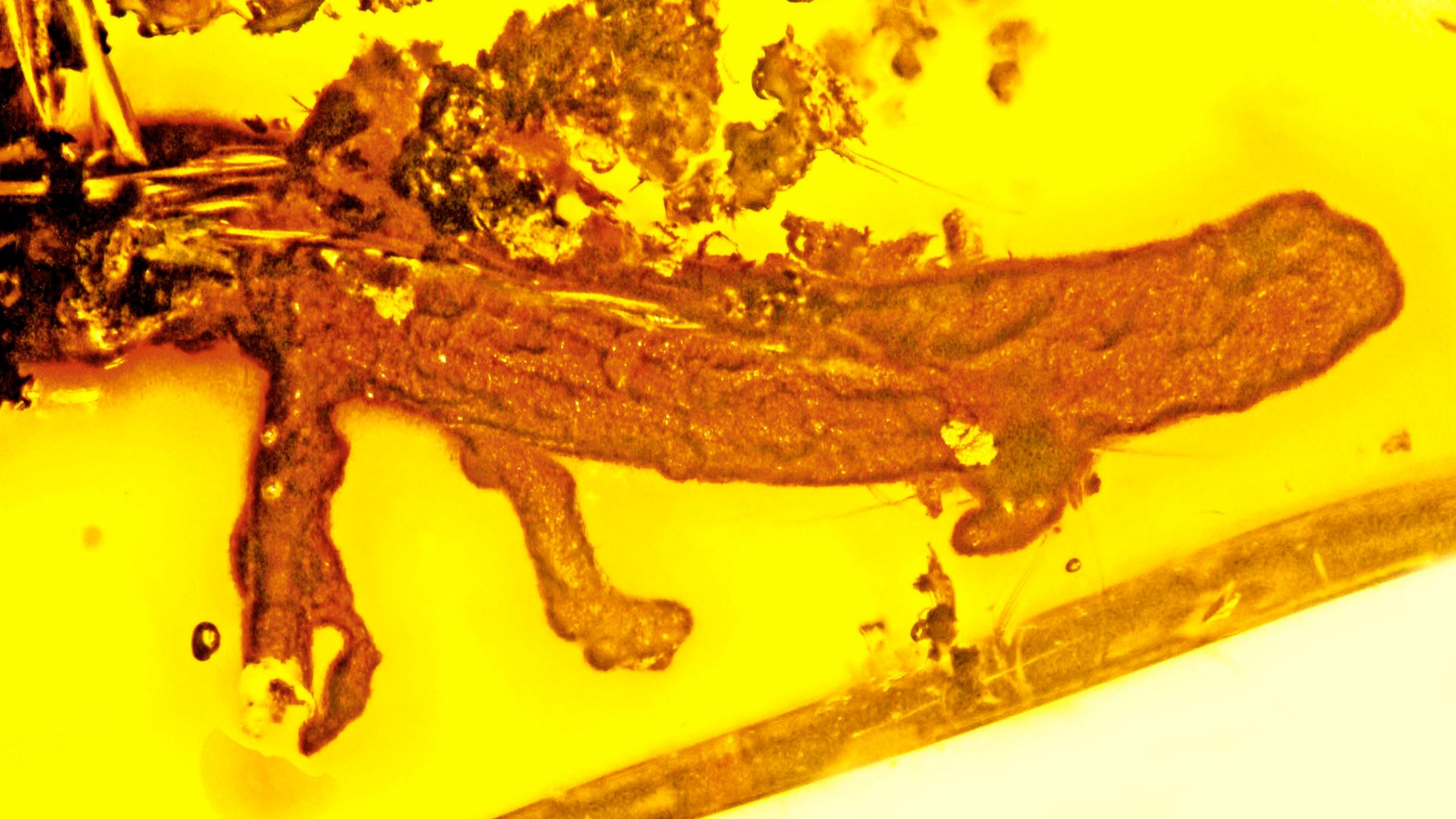 File:Salamander in amber.jpg