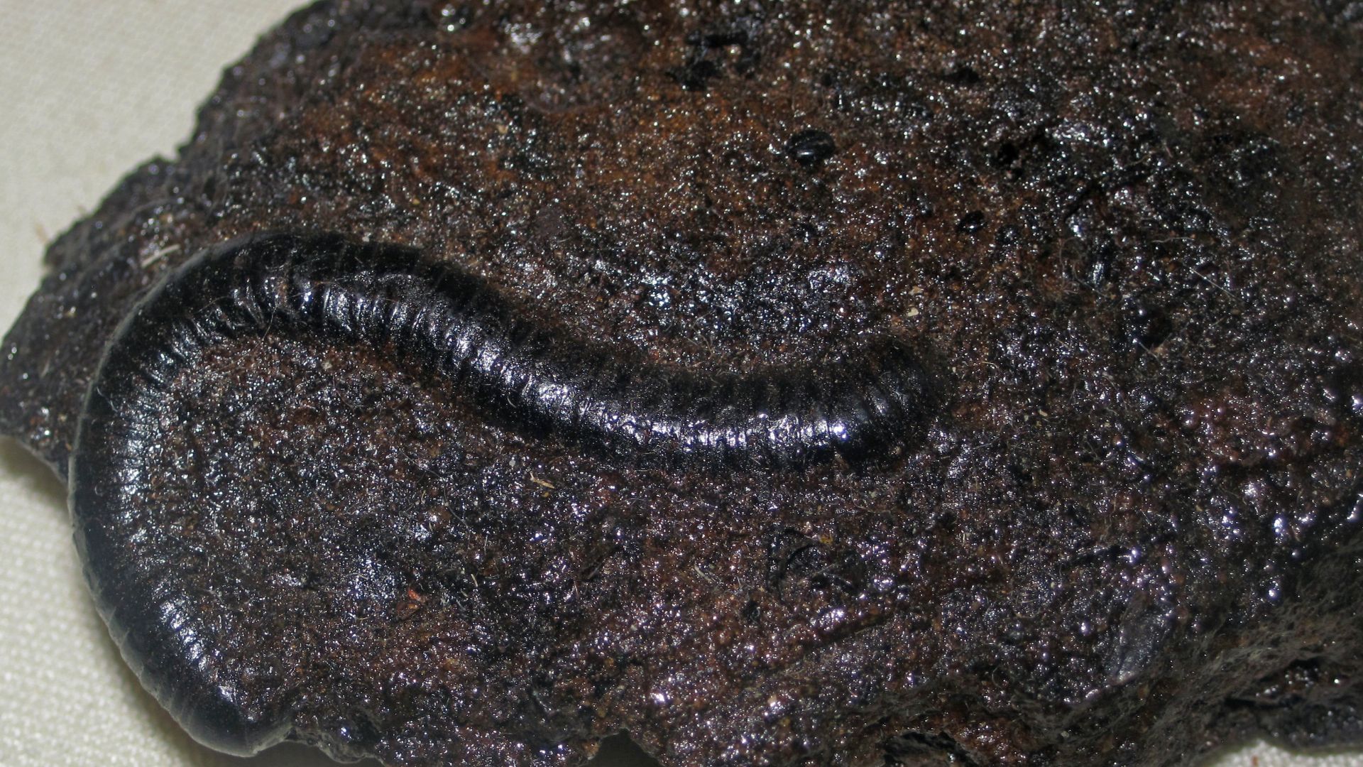 File:Fossil millipede (La Brea Asphalt, Pleistocene; La Brea tar pits, Los Angeles, California, USA).jpg