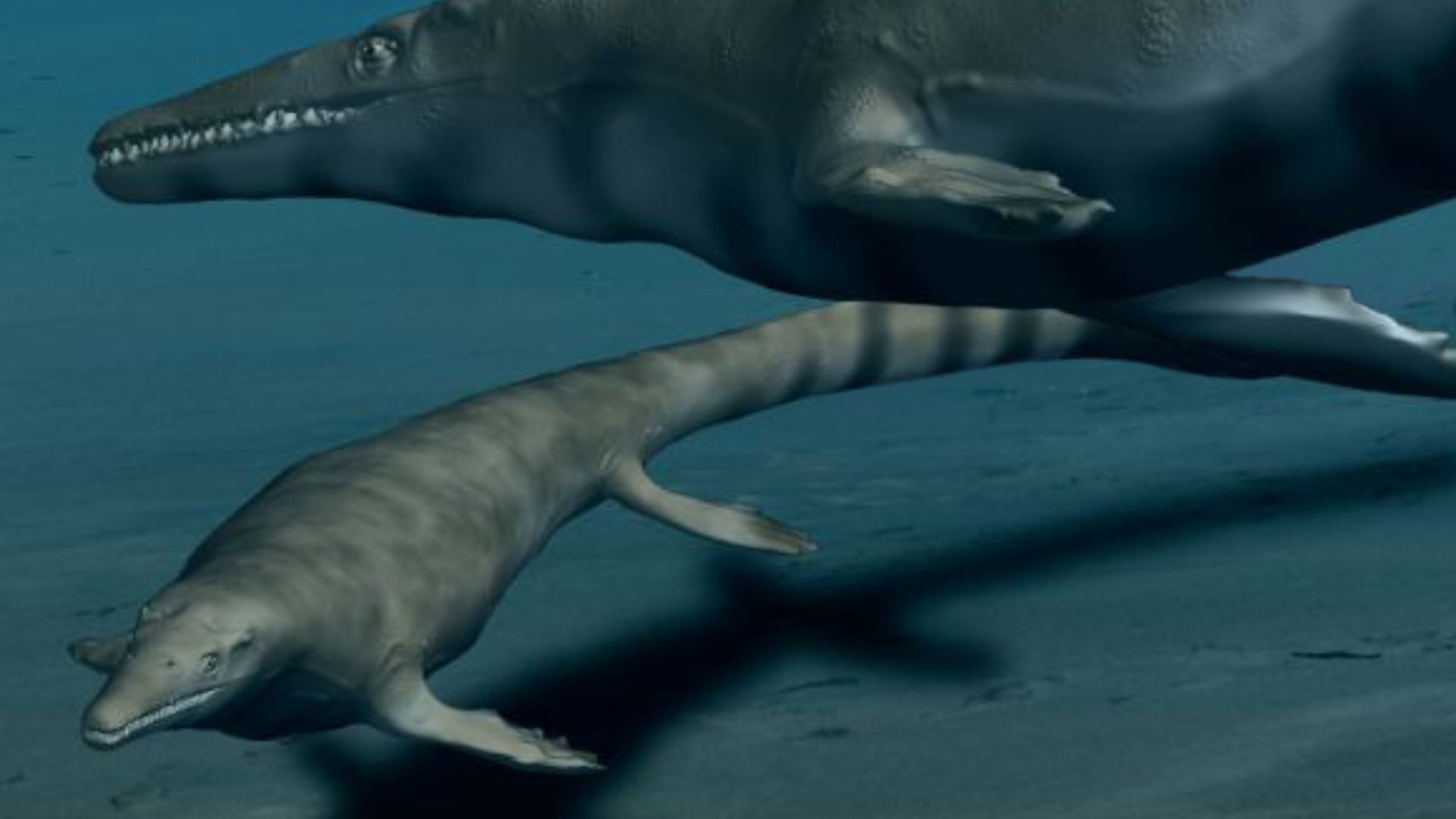 File:Mosasaurus BW.jpg
