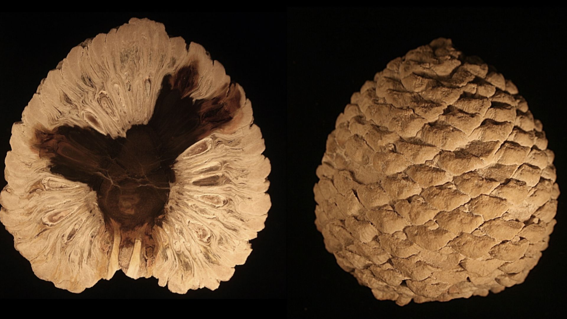 File:Petrified Araucaria cone from patagonia-Edit3.jpg