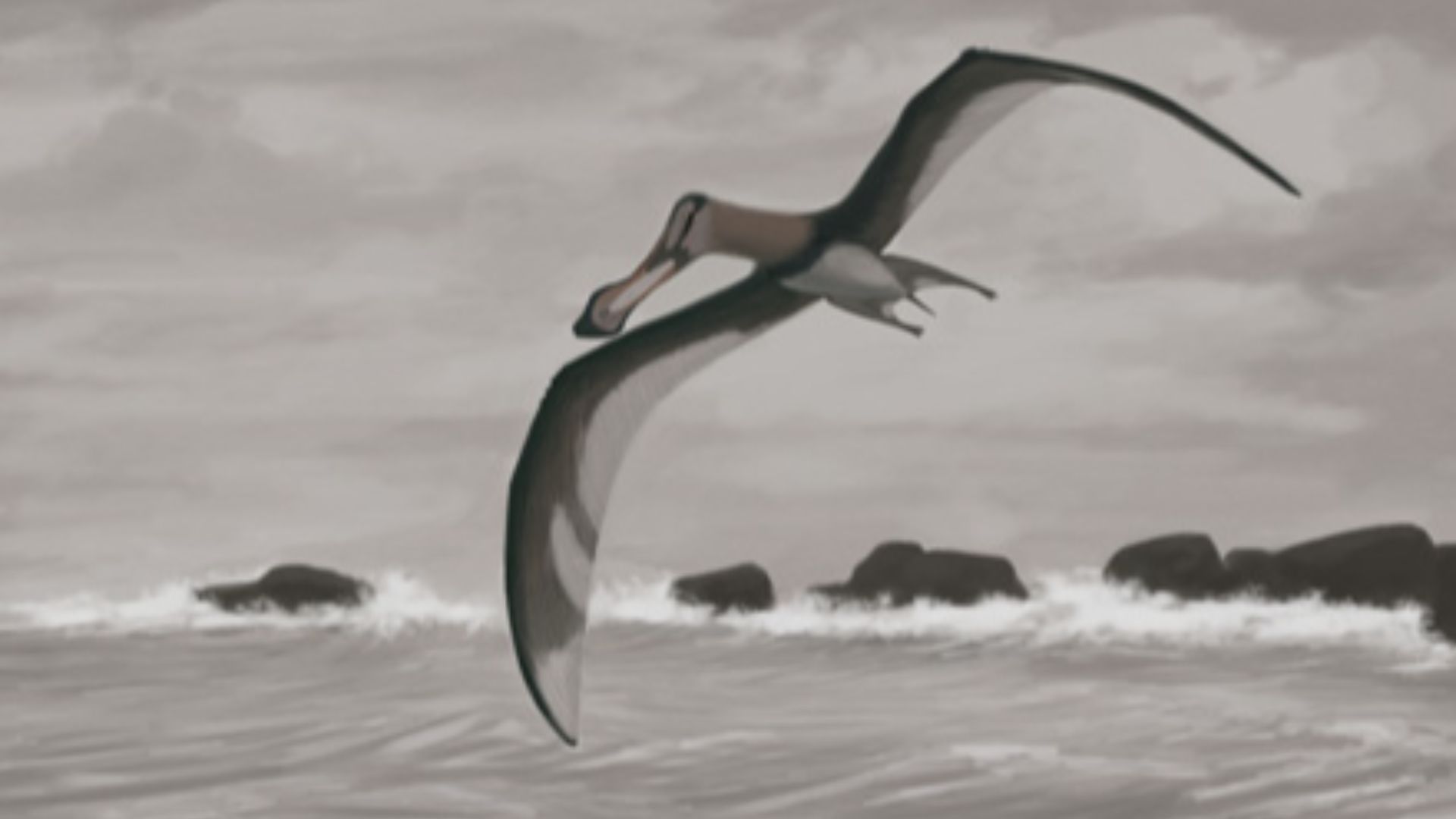 File:Anhanguera piscator jconway.jpg