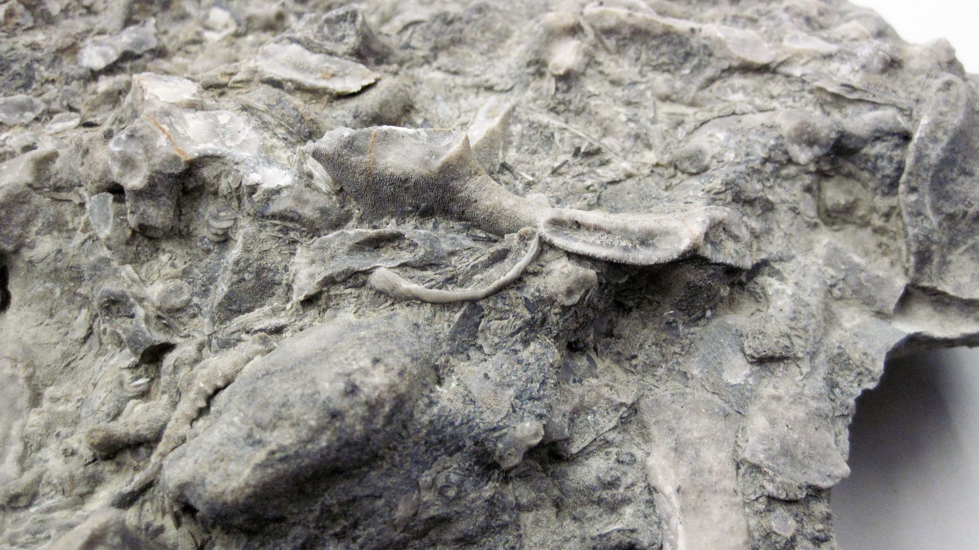 File:Bryozoans in fossiliferous limestone 4.jpg