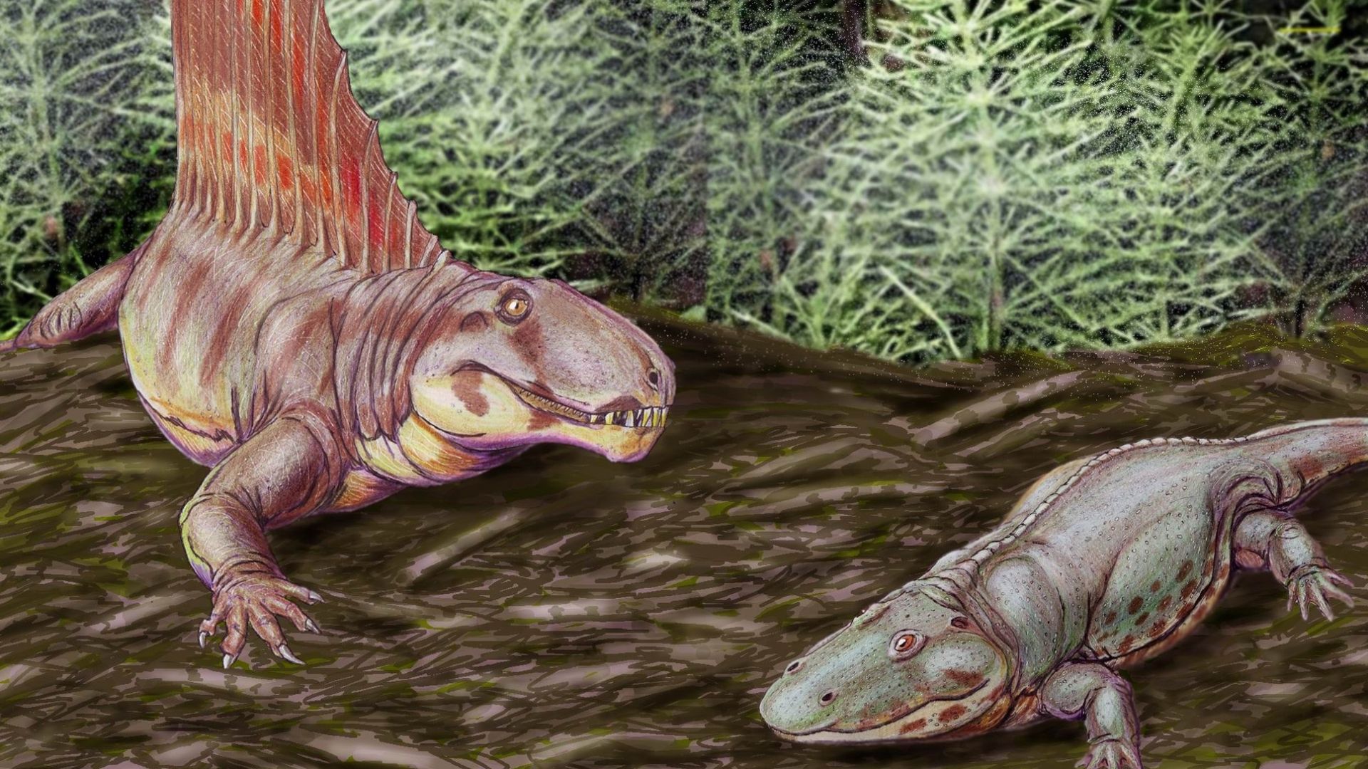 File:Dimetr eryopsDB.jpg