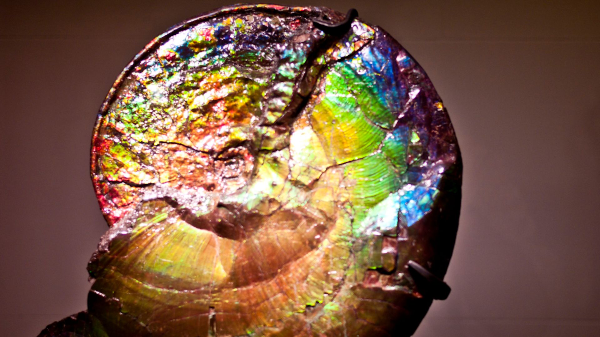 File:Iridescent Ammonite Fossil.jpg