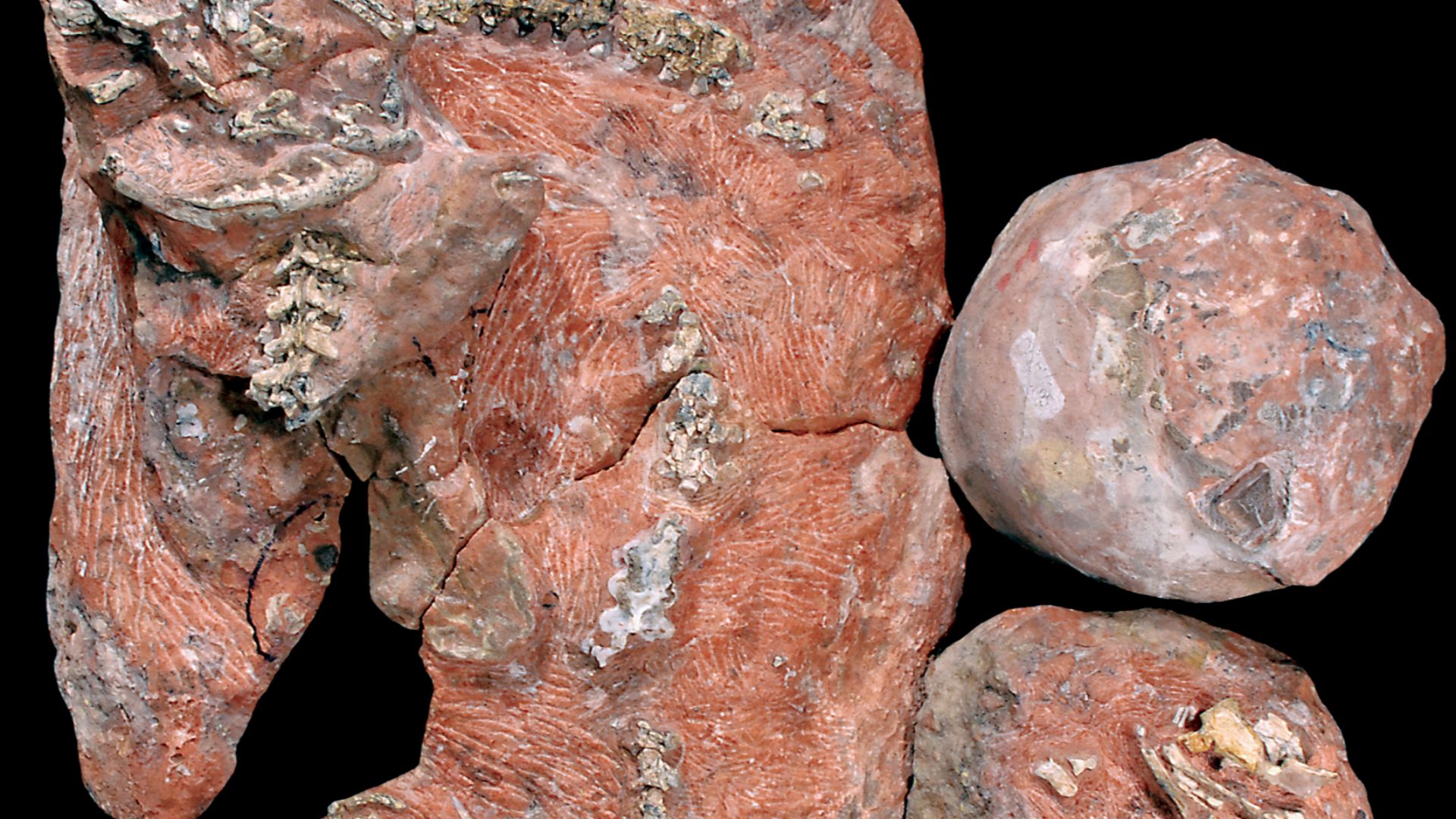 File:Sanajeh fossil.png