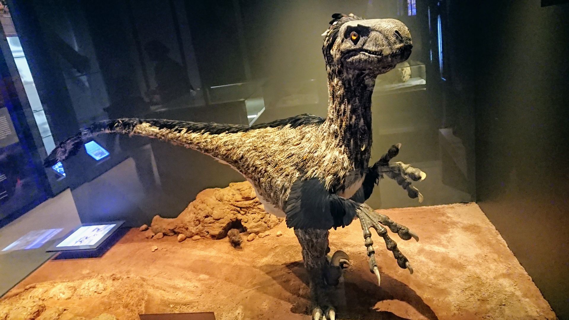File:Variraptor Méchinorum.jpg