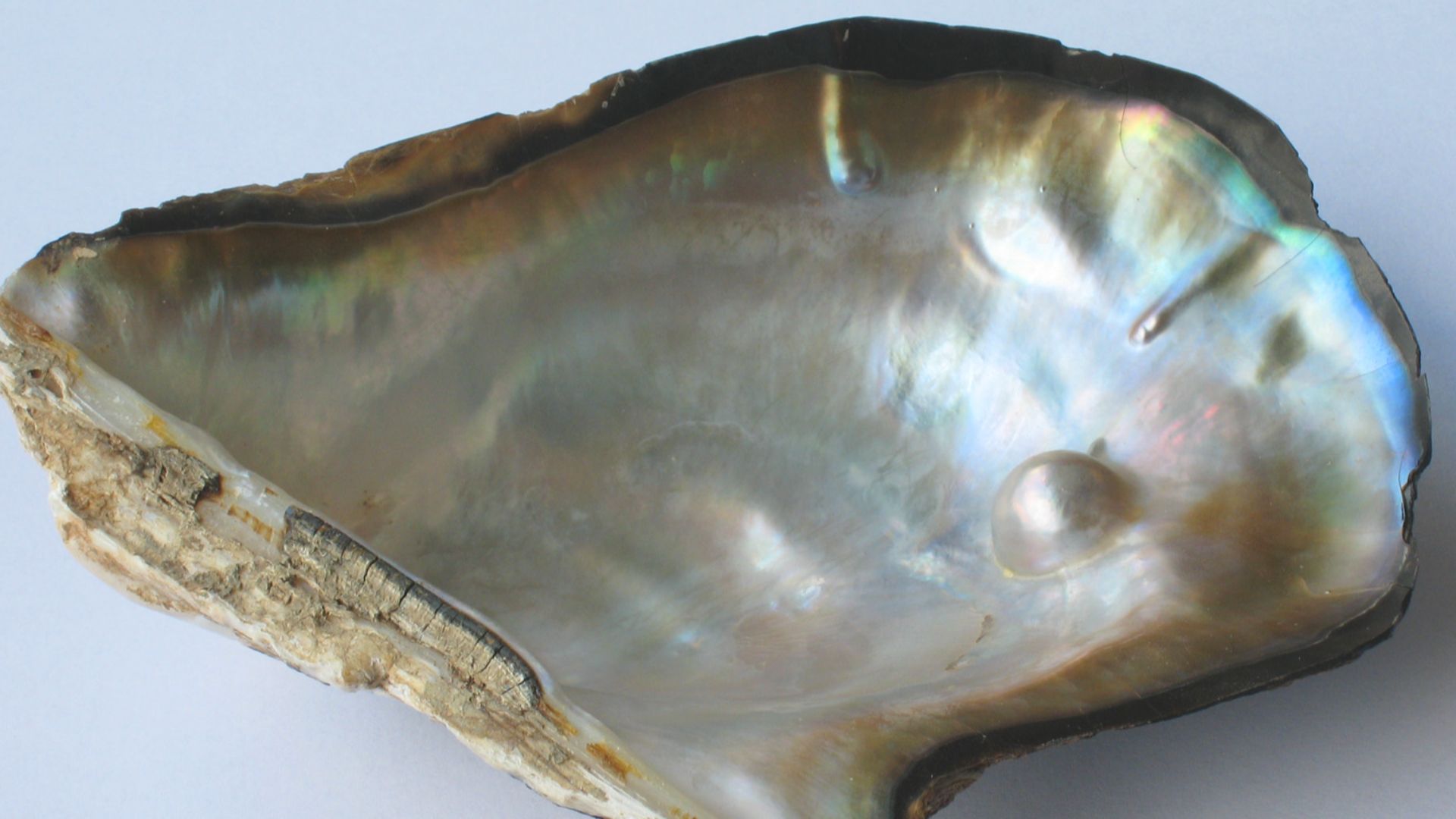 File:Pearl oyster.jpg