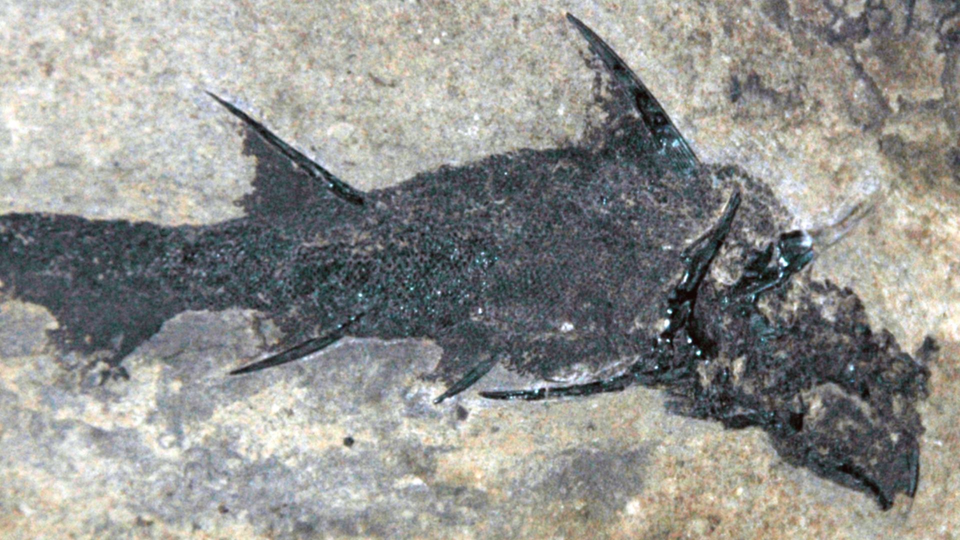 File:Diplacanthus striatus fossil fish (Lower Devonian; Scotland) (15149695488).jpg