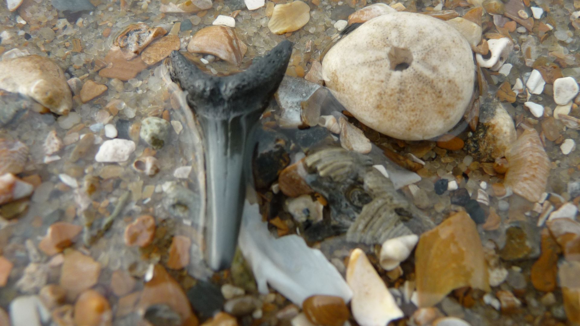 File:Fossil Shark Tooth Lamniformes.jpg