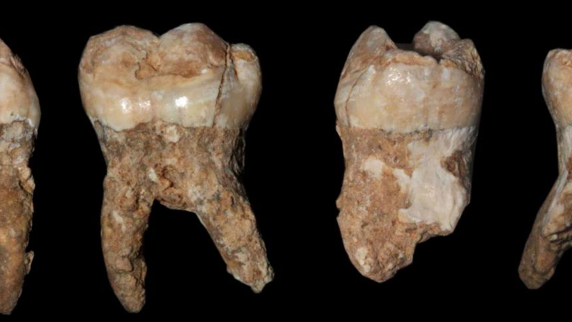 File:Fossil Qesem teeth.jpg
