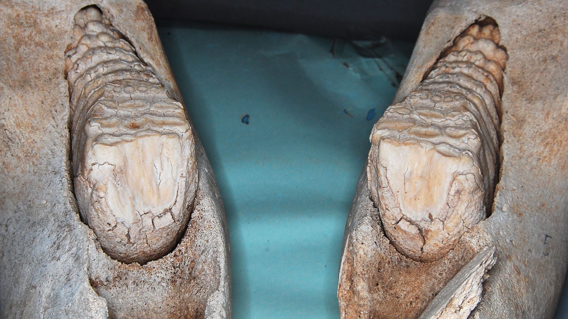 File:Fossil elephant teeth.jpg