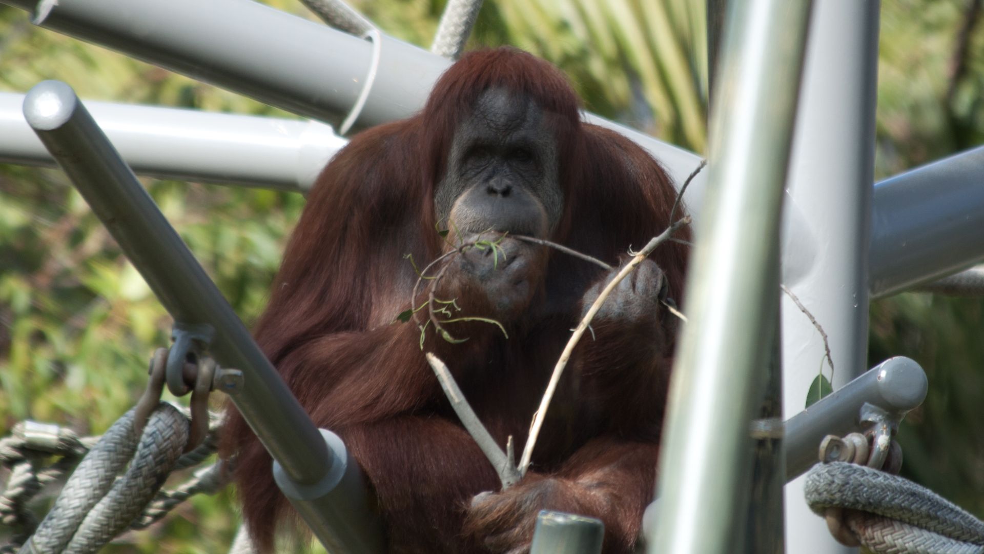 File:Orangutan Eating (5656529082).jpg