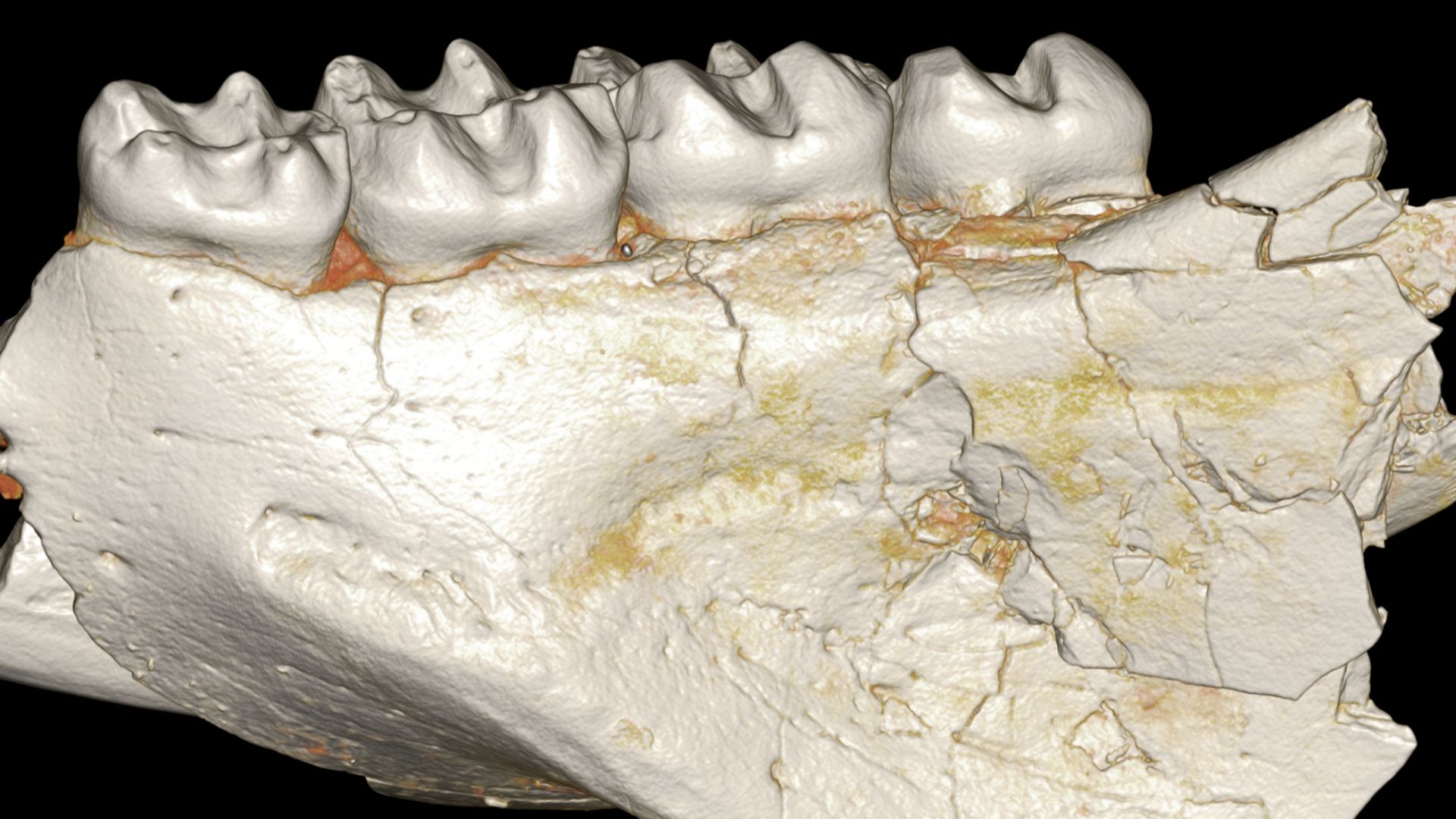 File:Mubhammys lower dentition et Sallam al 2016.png