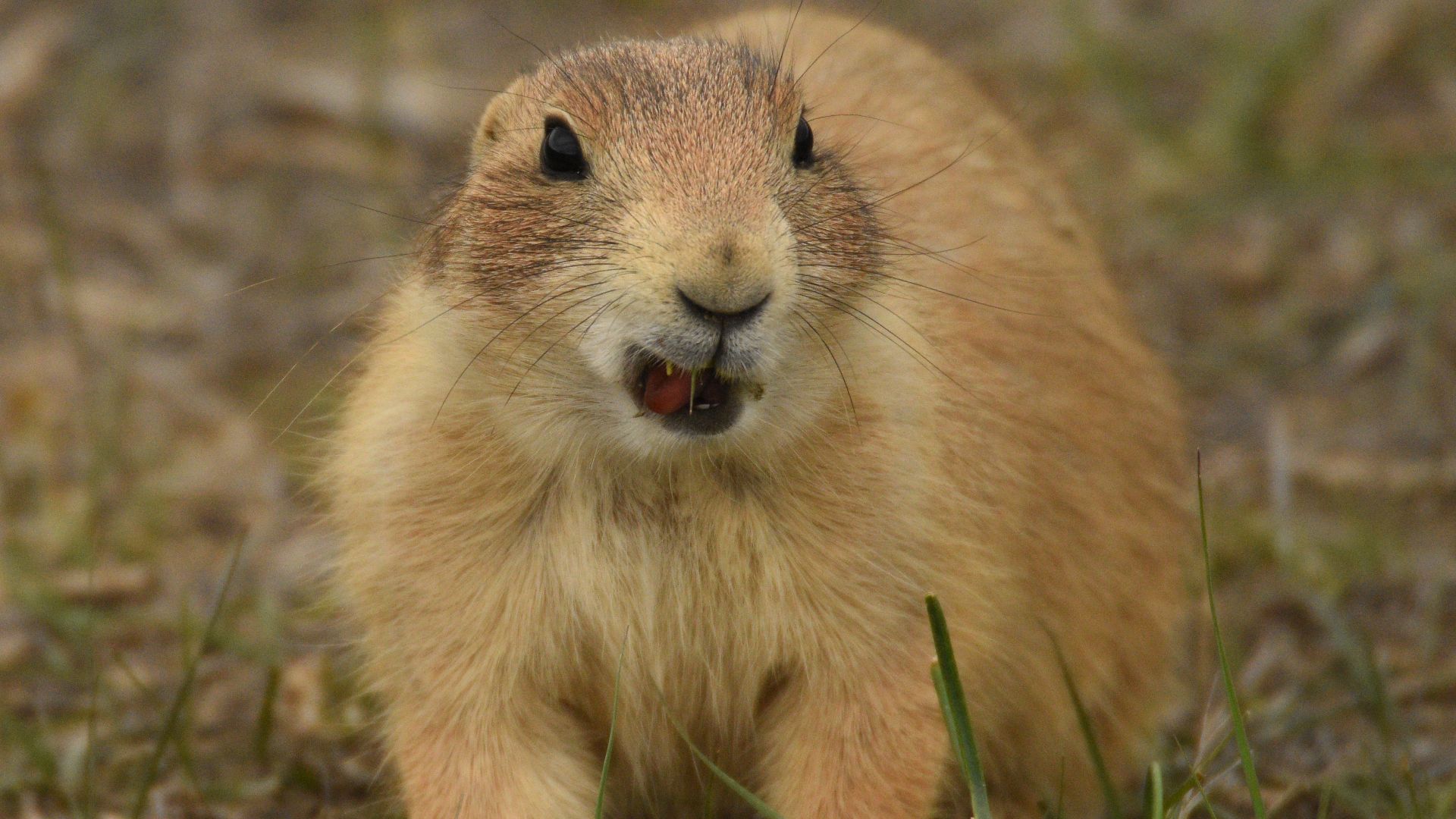 File:Prairie Dog 08 - Chewing with Mouth Open Close-Up.jpg