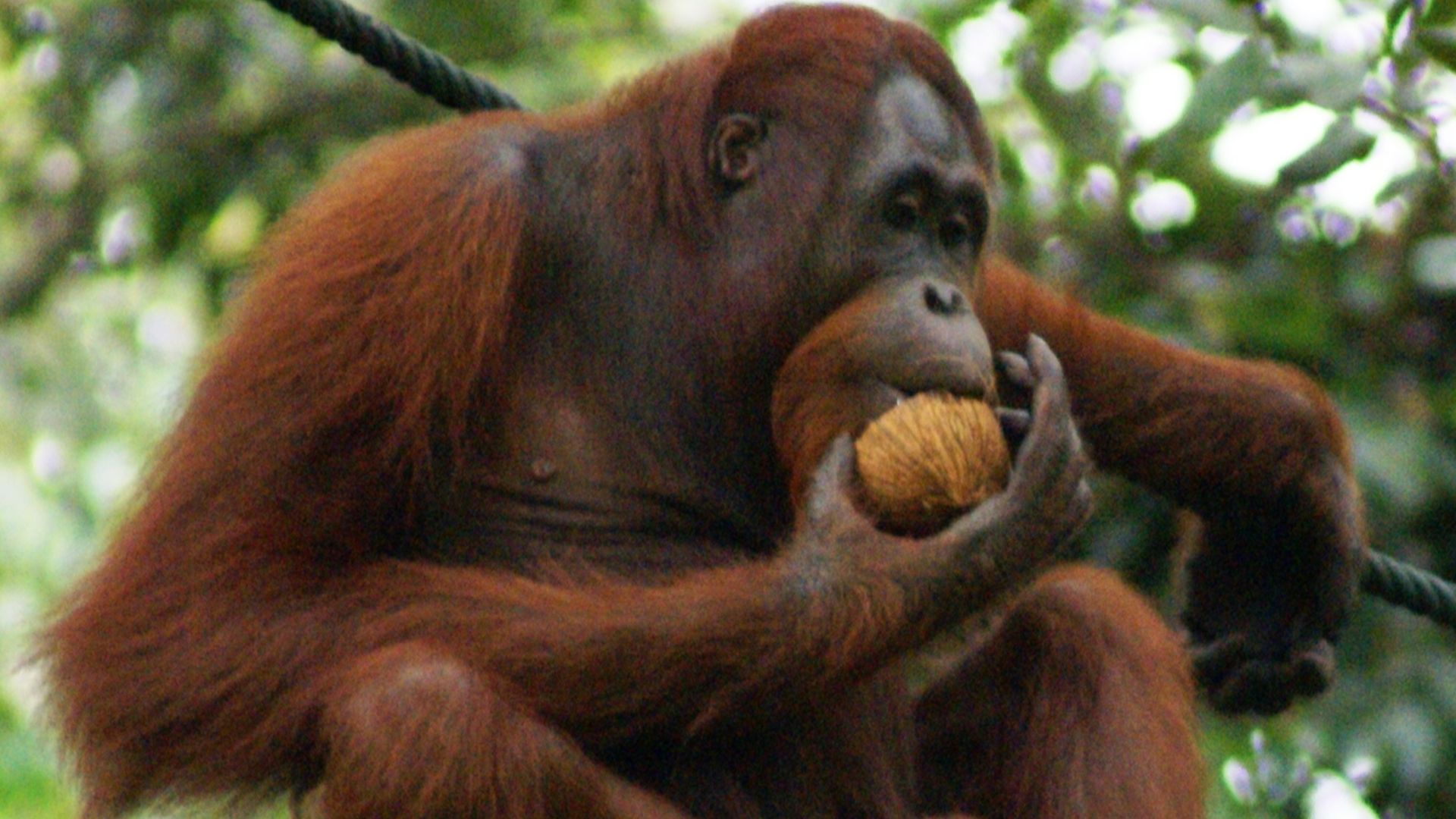File:Orang Utan, Semenggok Forest Reserve, Sarawak, Borneo, Malaysia.JPG