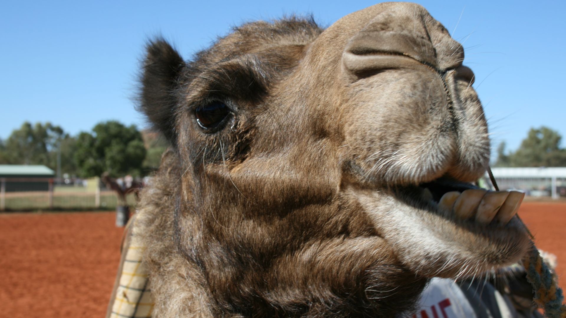 File:Camel Chewing.JPG