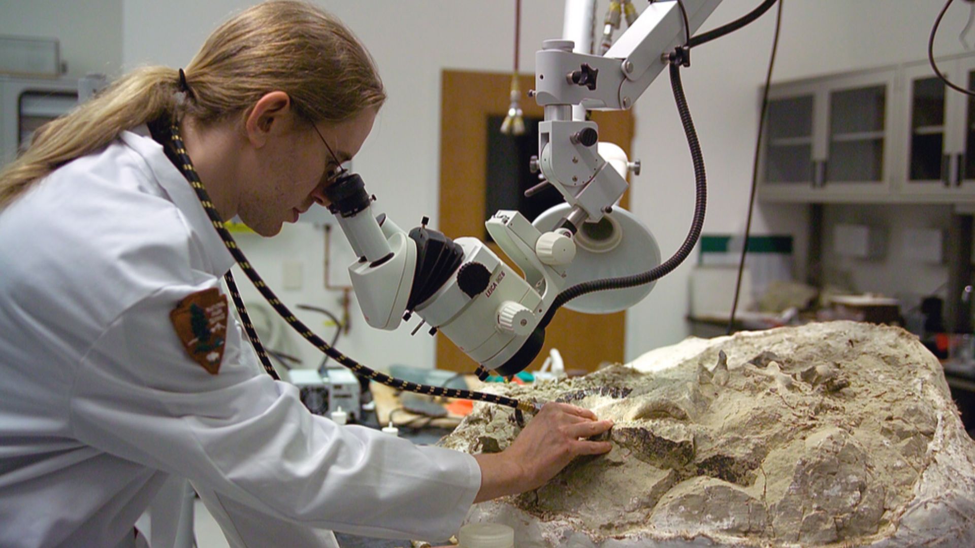 File:Fossil preparation at the Condon Center lab.jpg