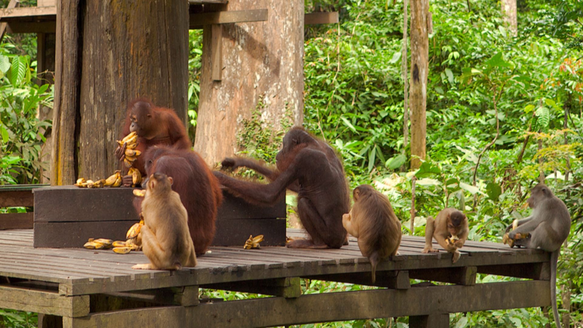 File:Orangutan feeding.jpg