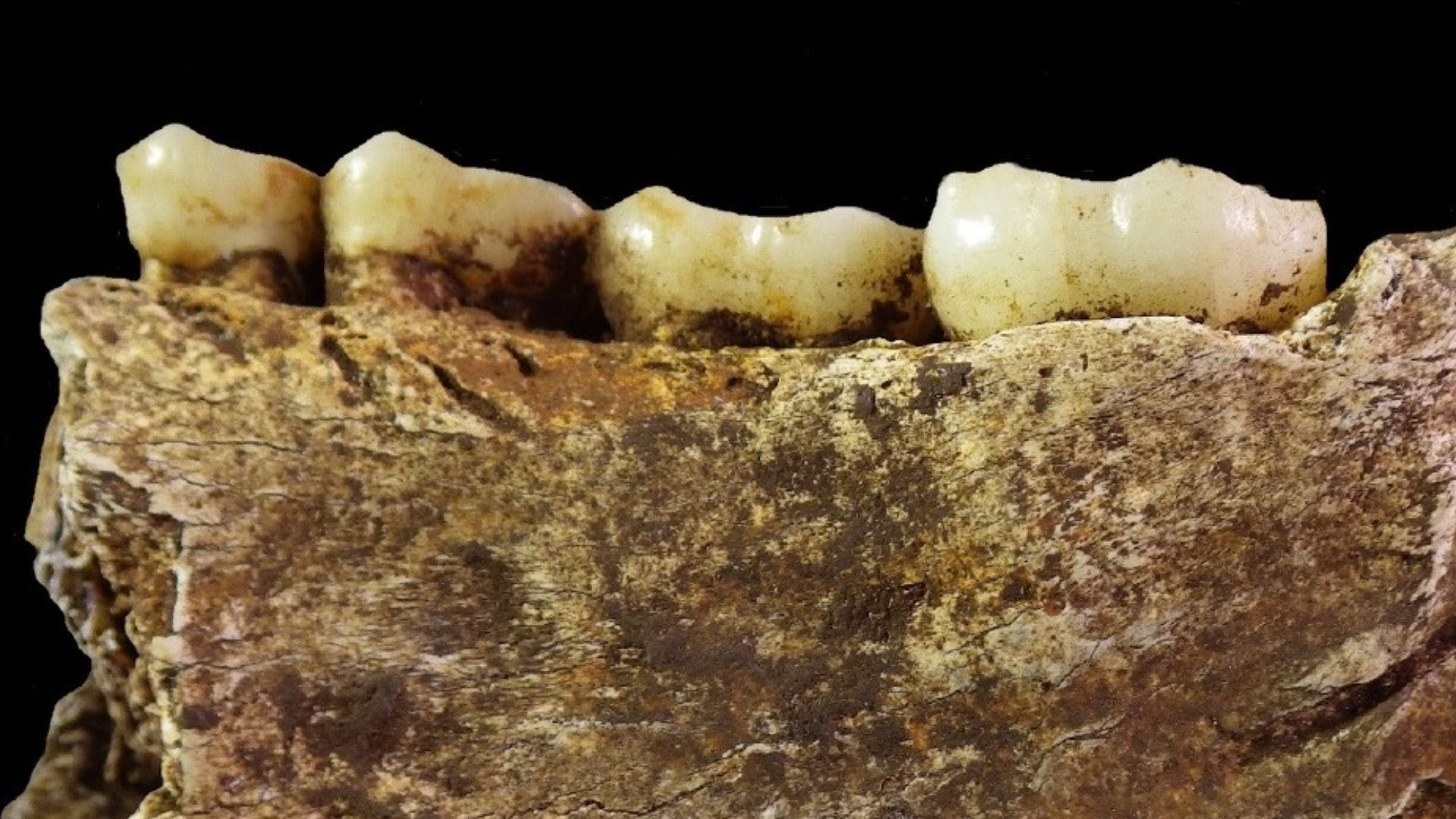 File:Homo naledi mandible 2.jpg