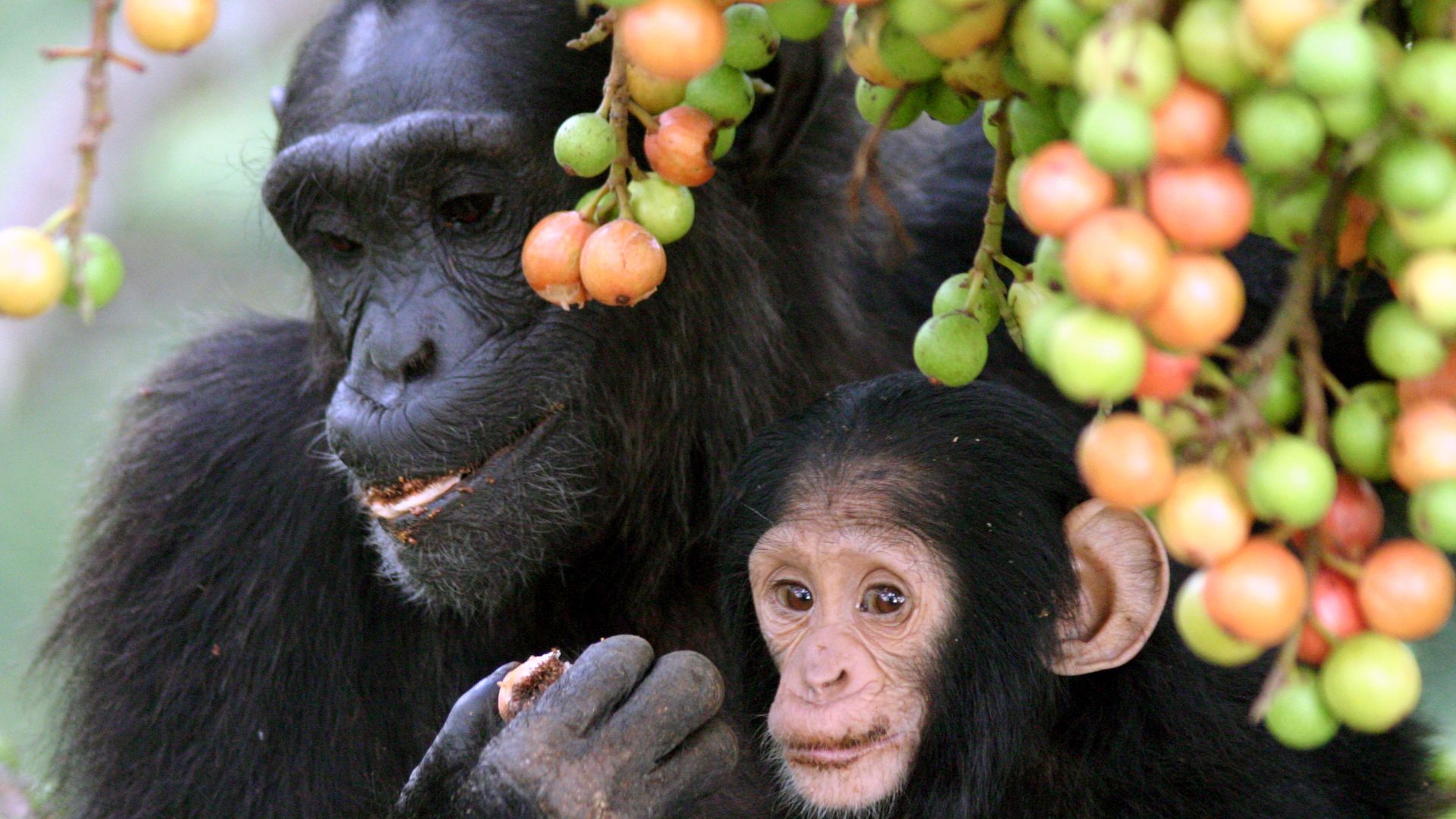 File:Adult female and infant wild chimpanzees feeding on Ficus sur.jpeg