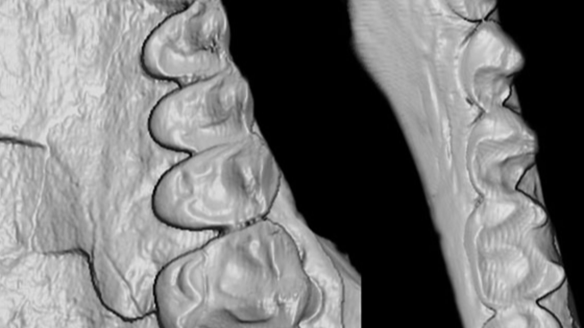 File:Homunculus teeth - Perry et al 2025.jpg
