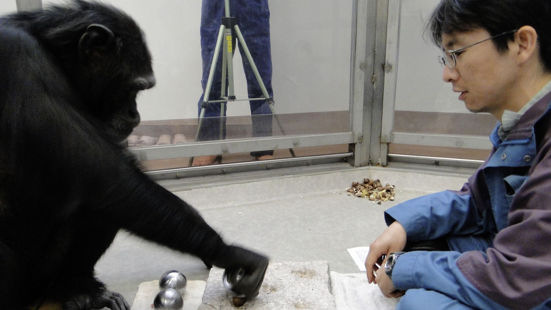 File:Common Chimpanzee uses spherical tool in the lab.png