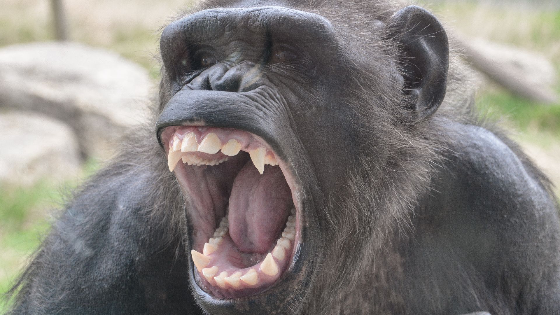 File:Chimp yawn - Flickr - Carine06.jpg