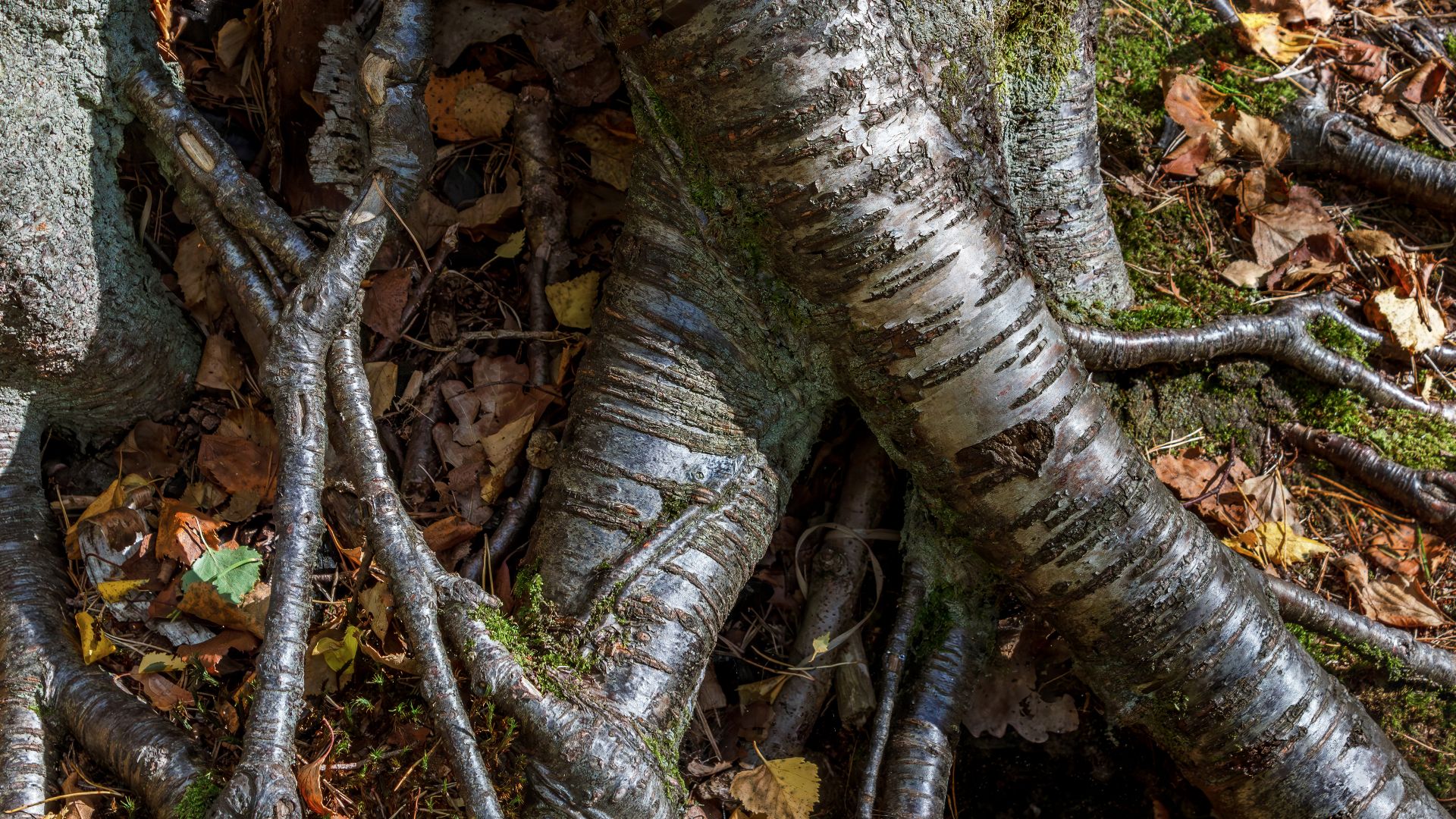 File:Intertwined roots of two birches next to Myrstigen hiking trail in Brastad.jpg