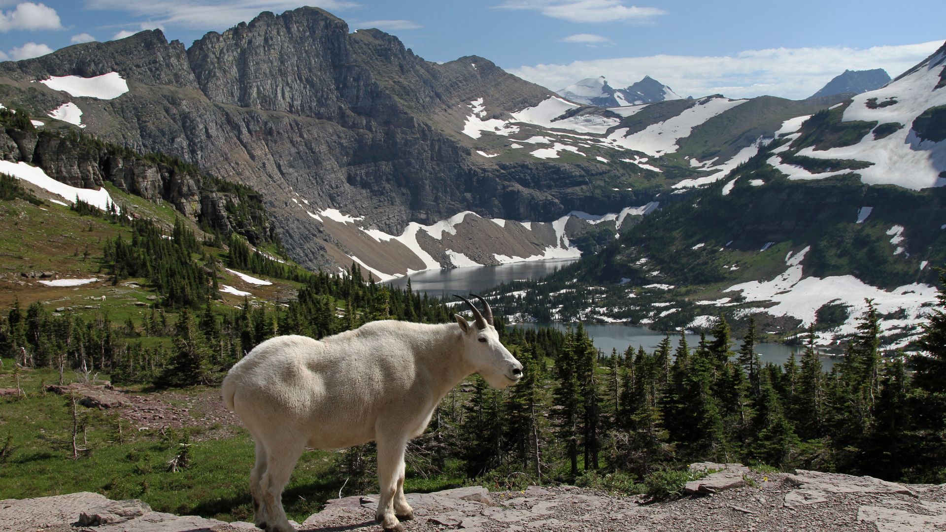 File:Mountain Goat at Hidden Lake.jpg