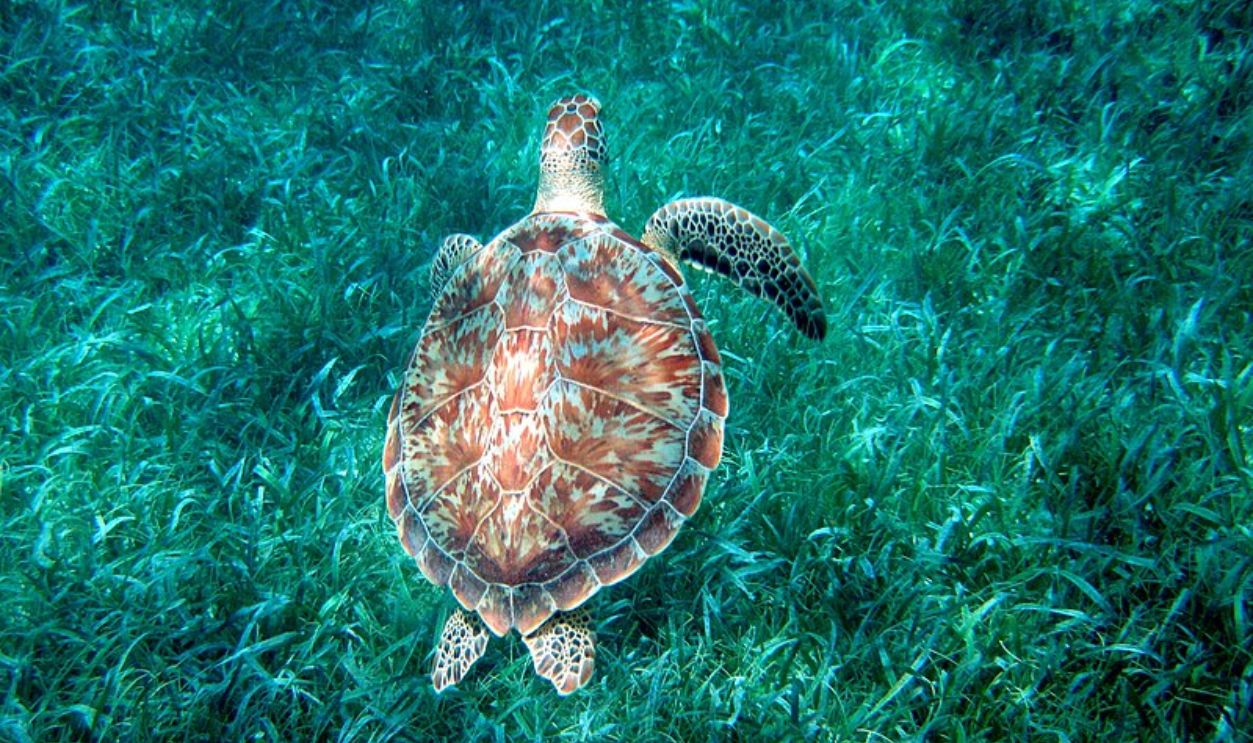 Hol Chan Marine Reserve, Belize