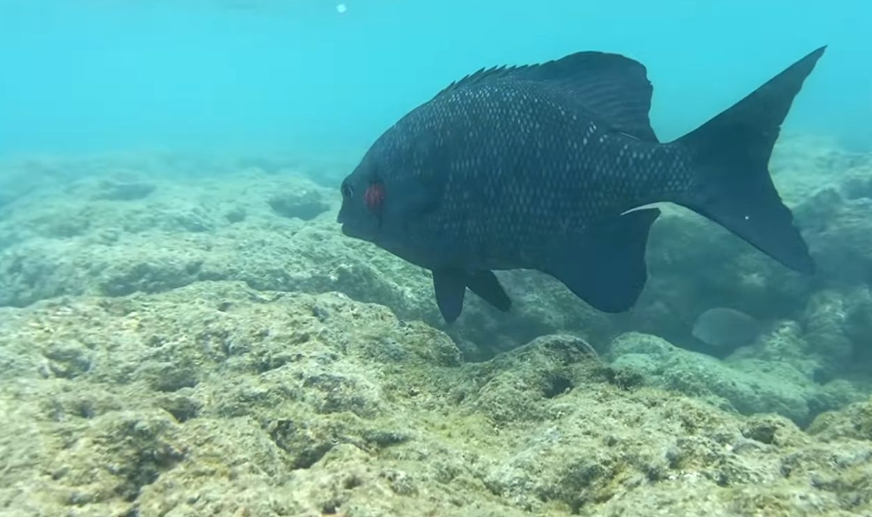 Hanauma Bay, Hawaii, USA