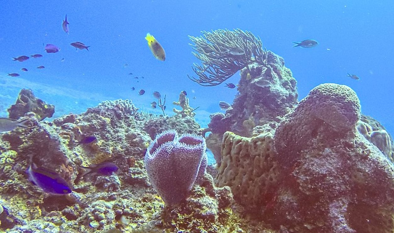 Cozumel National Marine Park, Mexico