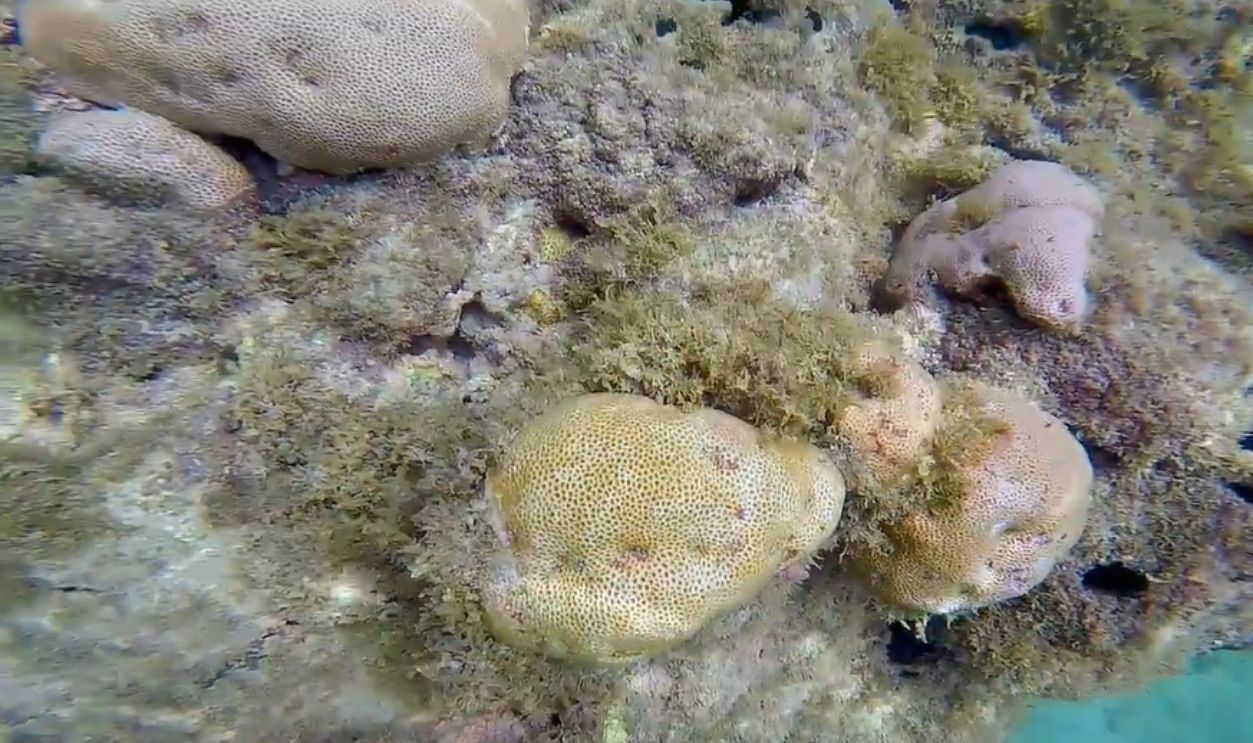 Maracajau Reefs, Brazil