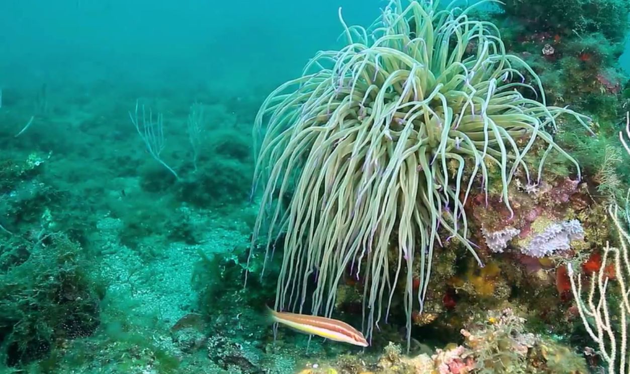 Medes Islands, Spain