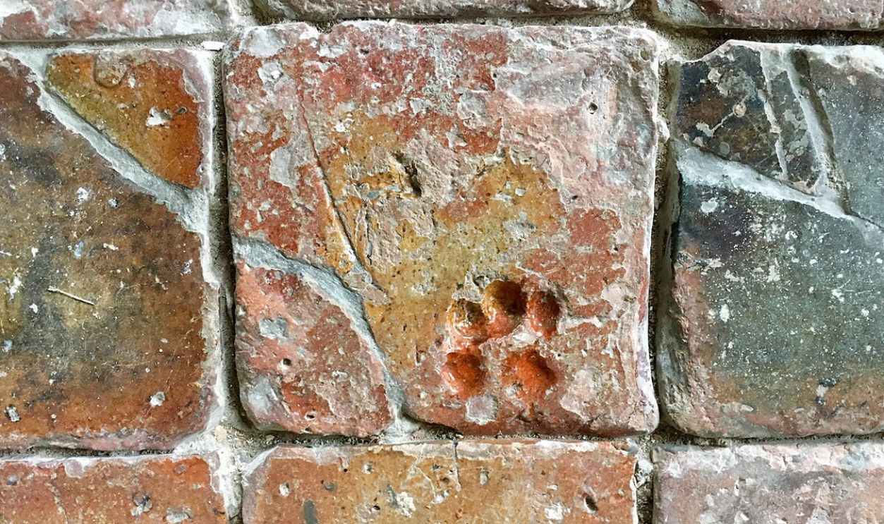  Cat's Paw Print