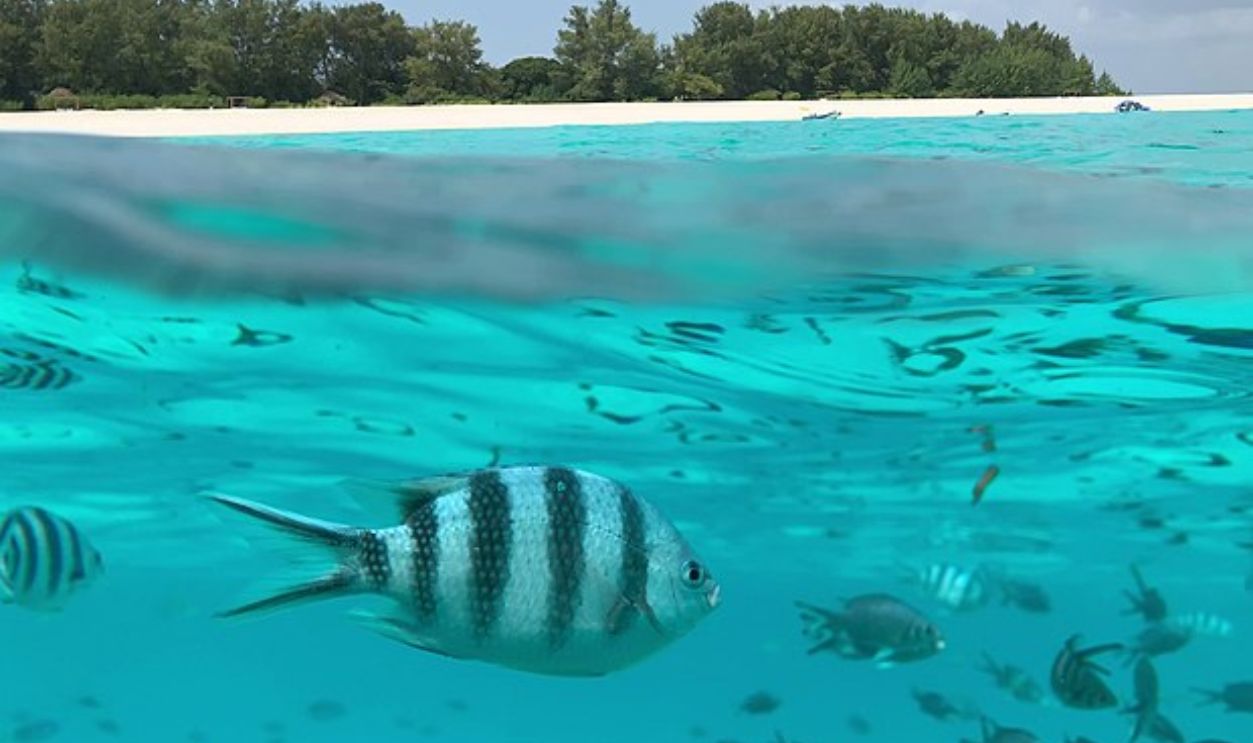 Mnemba Atoll, Zanzibar, Tanzania