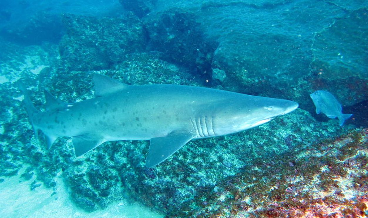 Aliwal Shoal, South Africa