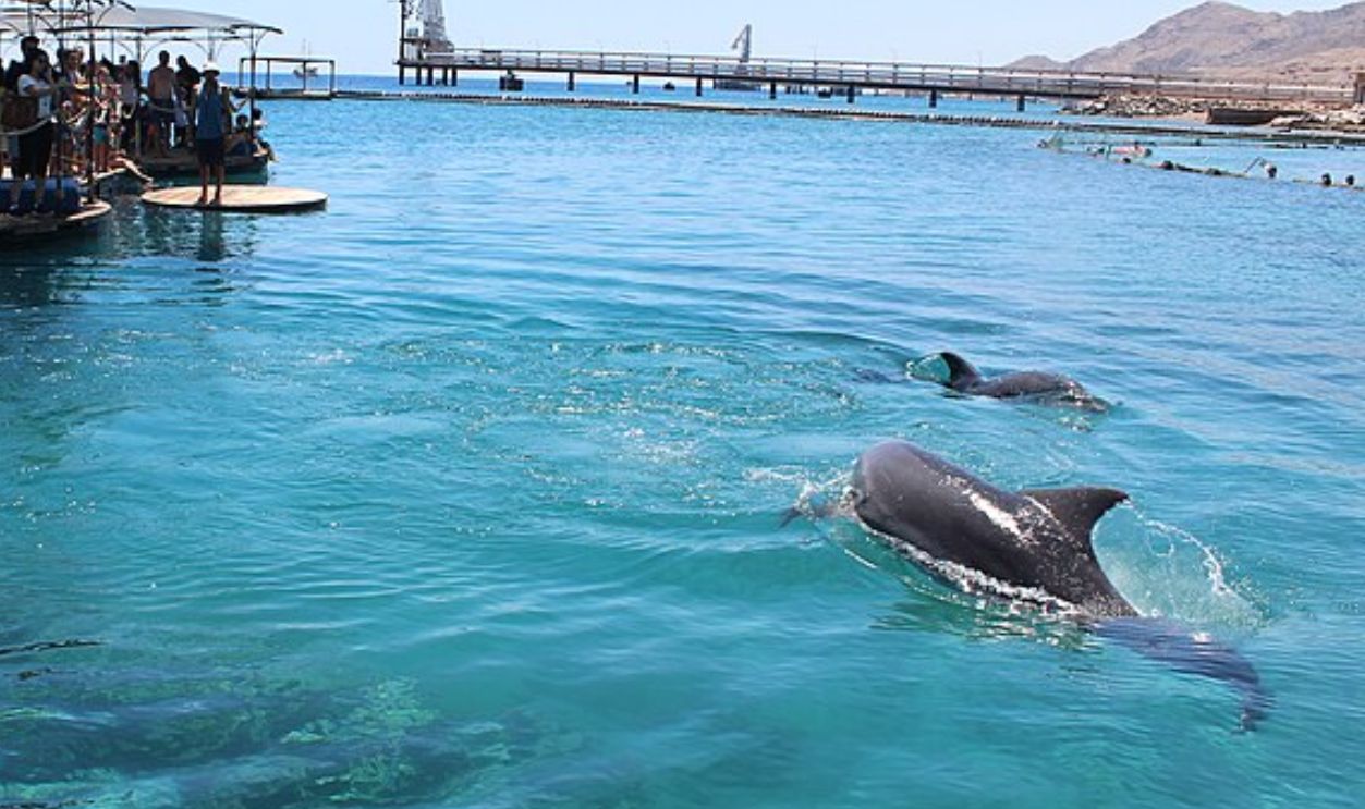 Dolphin Reef, Eilat, Israel