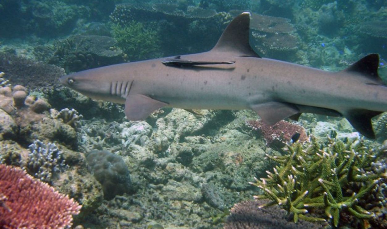 Tubbataha Reefs, Philippines