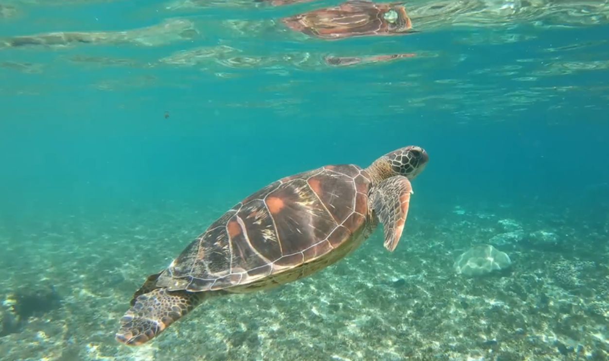 Apo Island, Philippines