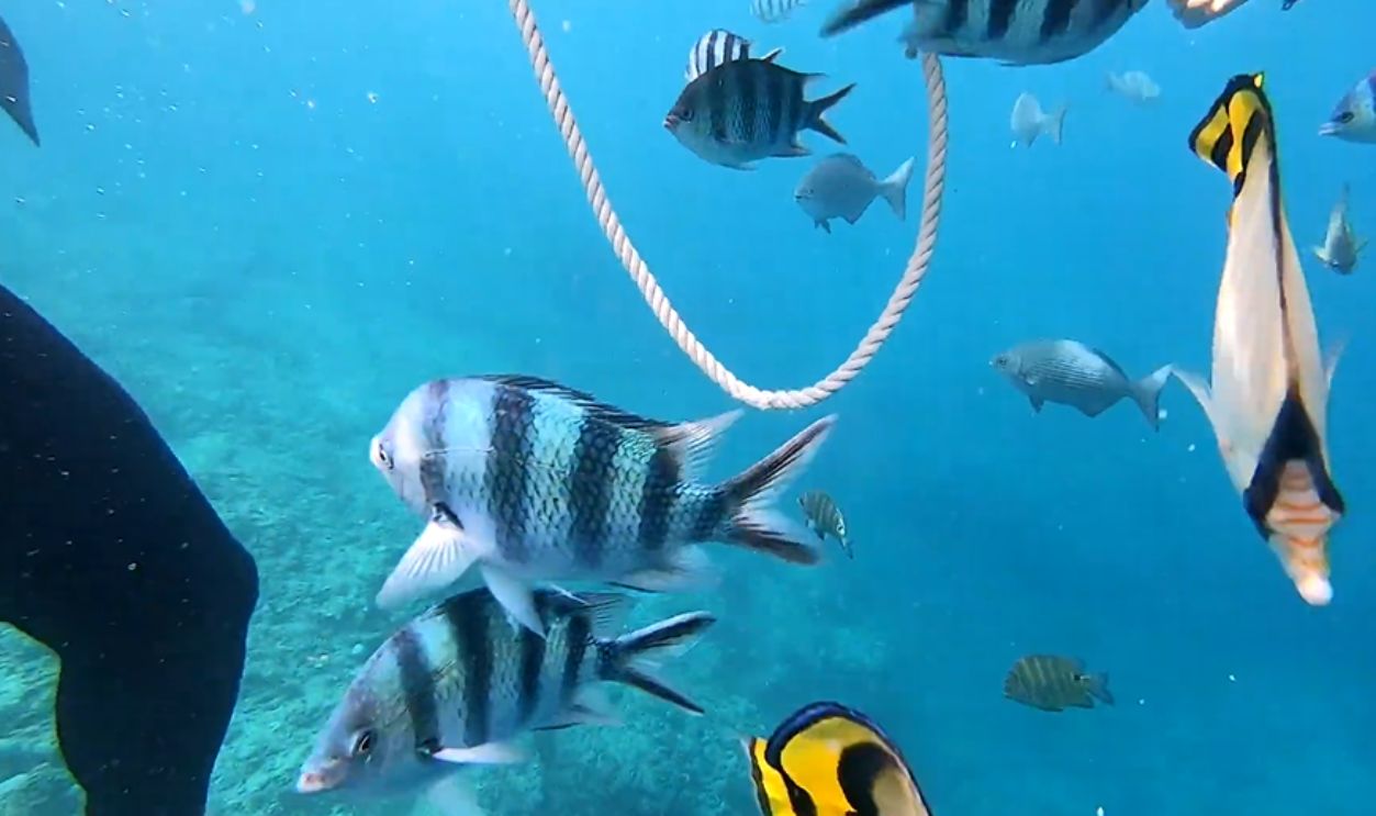 Okinawa’s Blue Cave, Japan