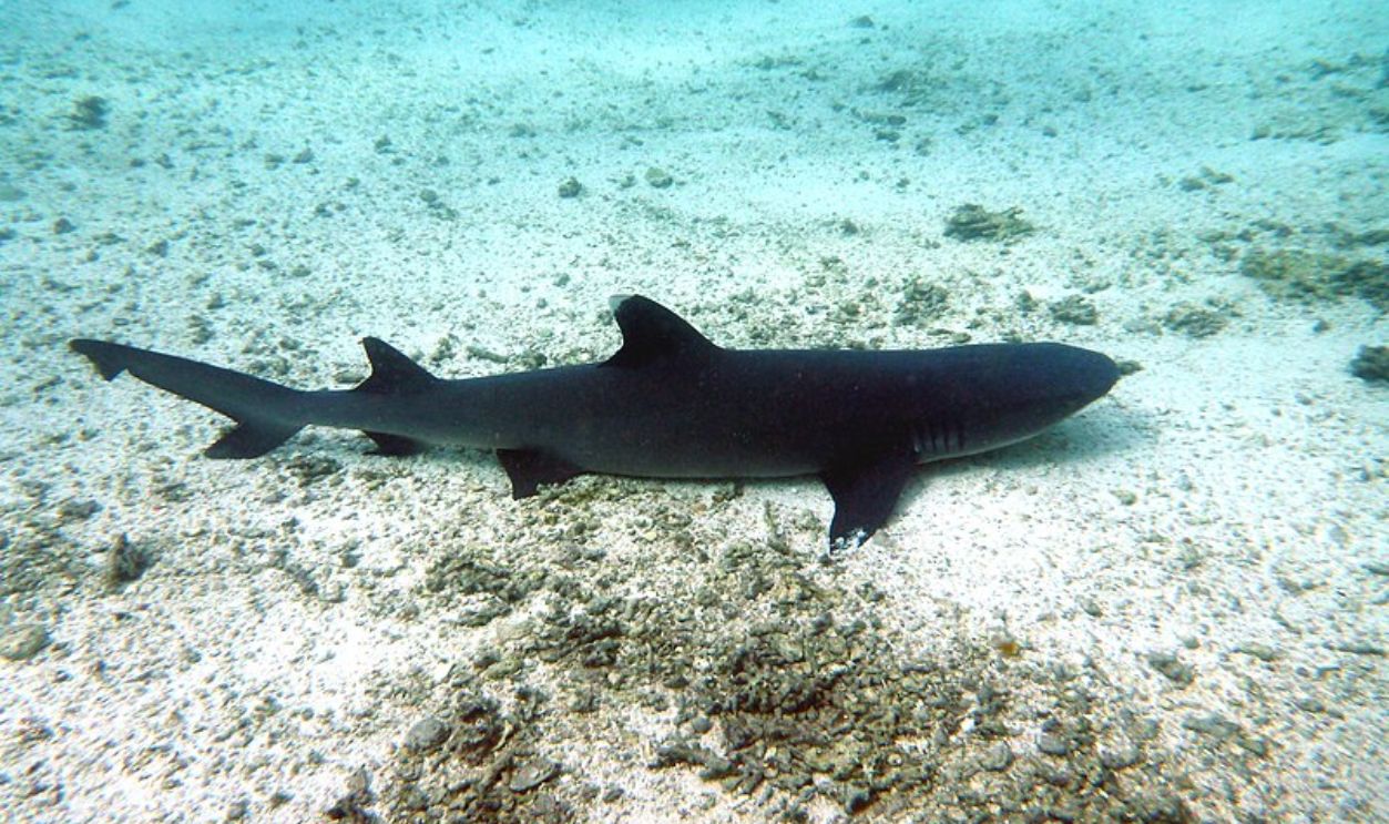Ningaloo Reef, Australia