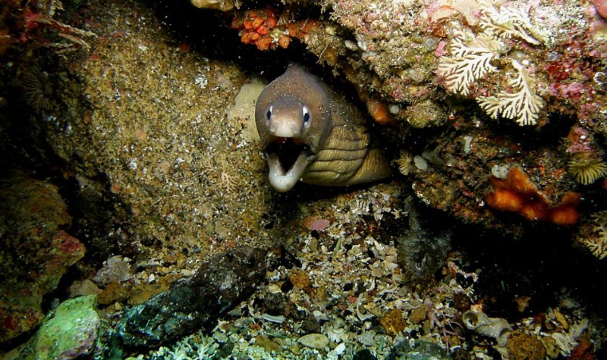 Poor Knights Islands, New Zealand