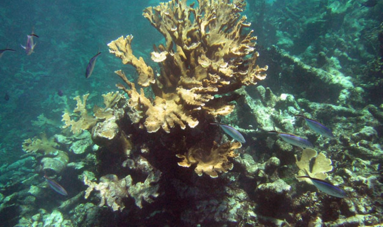 Buck Island Reef, US Virgin Islands