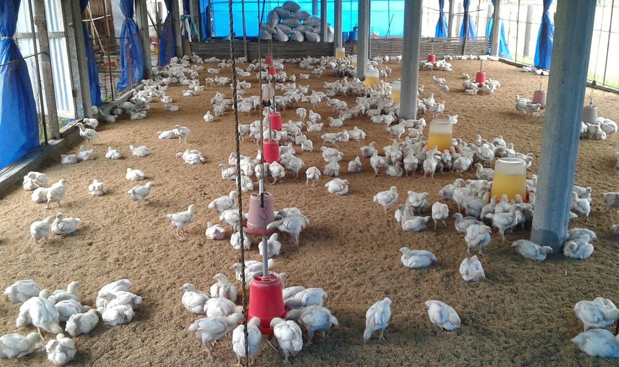 Poultry Farm