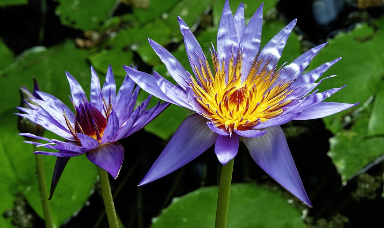  Blue Lotus