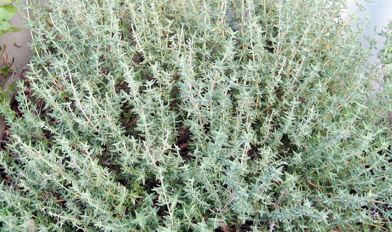 Thyme