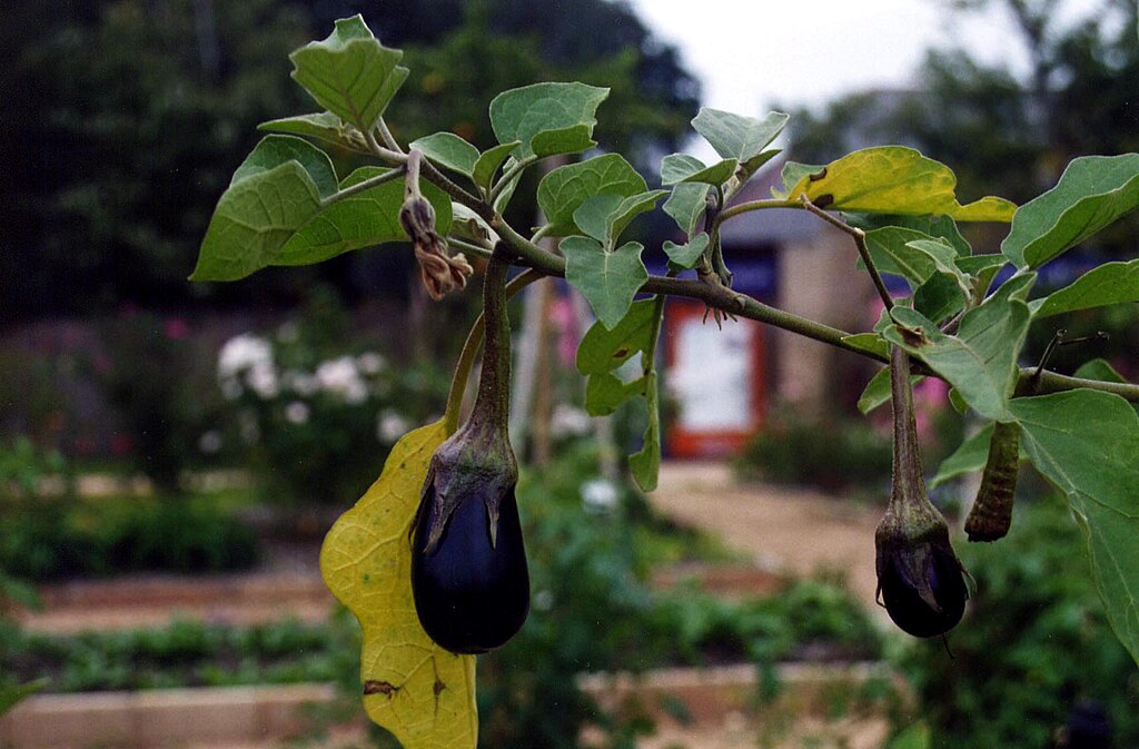Eggplant in Louisiana
