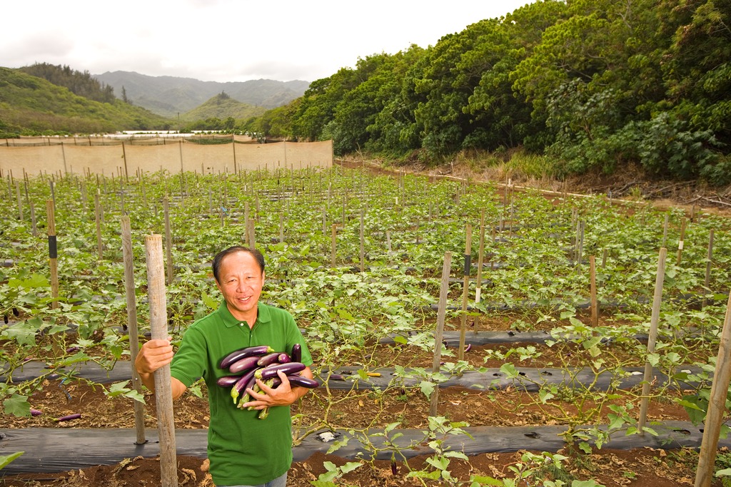 Harvesting eggplants in Kahuku, HI