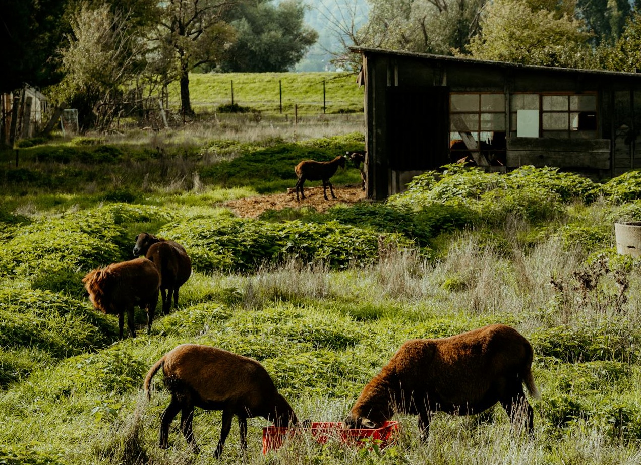 Cattle on Pasture in Countryside